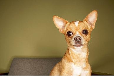 《上古卷轴4：湮灭重制版》实体版还需要联网